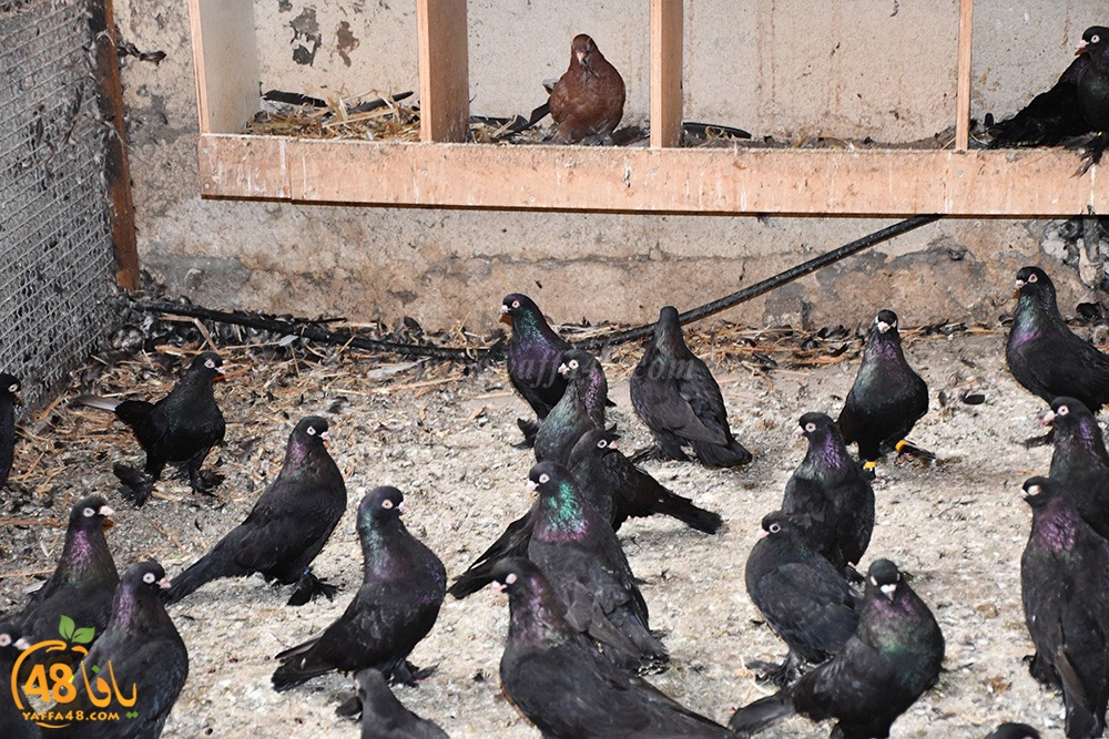 zohdi 3ashoor (6).jpeg